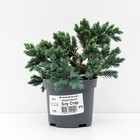 Саженец Можжевельник чешуйчатый «Блу Стар», Р9, 1 шт., «ПОИСК» - Фото 1