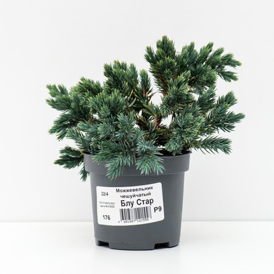 Саженец Можжевельник чешуйчатый «Блу Стар», Р9, 1 шт., «ПОИСК»