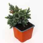 Саженец Можжевельник чешуйчатый «Блу Стар», Р9, 1 шт., «ПОИСК» - Фото 2