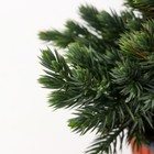 Саженец Можжевельник чешуйчатый «Блу Стар», Р9, 1 шт., «ПОИСК» - Фото 3