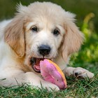 Игрушка для собак "Пончик", 10 см, розовый - Фото 5