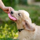 Игрушка для собак "Пончик", 10 см, розовый - Фото 7