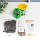 Подарочный набор для выращивания растений "Вырасти, Дерево! Белая акация" - фото 24440495