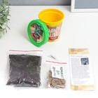 Подарочный набор для выращивания растений "Вырасти, Дерево! Эвкалипт лимонный" - фото 25587586