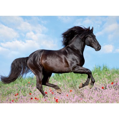 Пазл Ravensburger «Прекрасная лошадь», 200 элементов