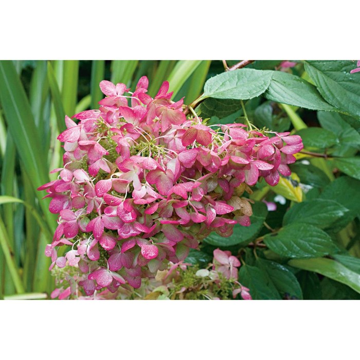 Гортензия розовый бриллиант фото и описание Гортензия розовый бриллиант фото и описание