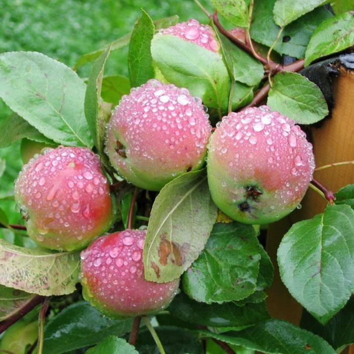 Яблоня штамбовая зимние Вишневое, горшок 1,6л, 1 шт, Август 2022 - Фото 1