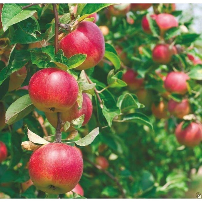 Яблоня штамбовая зимние Рубиновые дуки, горшок 1,6л, 1 шт, Август 2022 - Фото 1