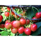 Саженец Черешня (ОКС) Брянская розовая, 1 шт, Осень 2025 9135072 - фото 8089740