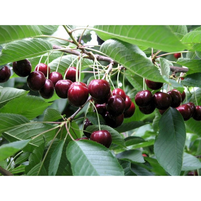 Черешня описание сортов фото отзывы Черешня описание сортов фото отзывы