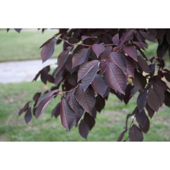 Деревья с бордовыми листьями фото и названия