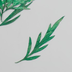 Сухоцвет "Лист полыни горькой" зелёный h=5-8 см