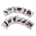 Обучающие карточки «Дикие животные России», 12 карточек - Фото 2