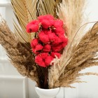 Набор сухоцветов «Хлопок», красный, Ø5 см, 30 см, 10 шт - фото 9848655