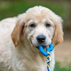 Игрушка «Сердечко с канатом», 7 см, голубое - Фото 7