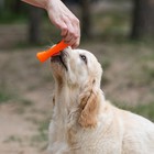 Игрушка пищащая "Кость-лакомство" для собак, 13 см, оранжевая - Фото 5