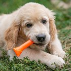 Игрушка пищащая "Кость-лакомство" для собак, 13 см, оранжевая - Фото 7