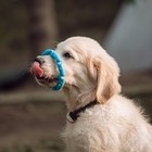 Игрушка жевательная для собак "Витое кольцо", 11,5 см, голубая - фото 6647249