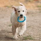 Игрушка жевательная для собак "Витое кольцо", 11,5 см, голубая - фото 6647250
