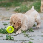 Игрушка жевательная для собак "Шина" 9 см, салатовая - фото 7787645