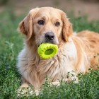 Игрушка жевательная для собак "Шина" 9 см, салатовая - фото 7787648