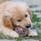 Игрушка для собак "Мяч баскетбол-лапки 2 в 1", TPR+винил, 7,5 см, прозрачная/оранжевая - фото 6647772
