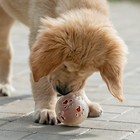 Игрушка для собак "Мяч баскетбол-лапки 2 в 1", TPR+винил, 7,5 см, прозрачная/оранжевая - Фото 6