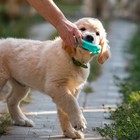 Игрушка-зубочистка для собак Пижон Premium "Зубастик", 12 х 3,8 см, мятная - фото 8685721