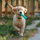 Игрушка-зубочистка для собак Пижон Premium "Зубастик", 12 х 3,8 см, мятная - фото 8685723