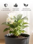 Горшок цветочный с поддоном Saffron, 1.5 л, d=14.6 см, h=13.5 см, пластиковый, серый - Фото 3