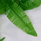 Букет "Папоротник Нефролепис" 26 см (комплект 2 шт) - фото 24382951