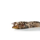 Игрушка "Рыба моей мечты!" с кошачьей мятой, аравана, 20 см - фото 7153008