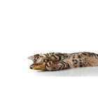 Игрушка "Рыба моей мечты!" с кошачьей мятой, аравана, 20 см - Фото 5