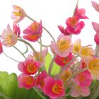 композиция подвесная 10*7 см незабудки - Фото 2