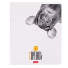 Тетрадь 48 листов в клетку "Кто здесь?", обложка мелованный картон, выборочный лак, блок офсет, МИКС (комплект 2 шт) - фото 24669926