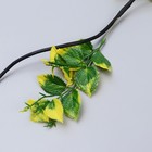 Декор тинги «Плющ хедера», h=150 см, МИКС - фото 21719940