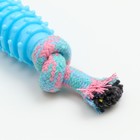 Игрушка жевательная "Элемент", 17 х 3,2 см, голубая/розовая - Фото 3