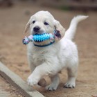 Игрушка жевательная «Элемент», 17×3.2 см, голубая, розовая - Фото 2