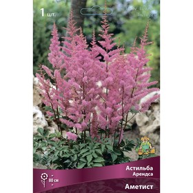 Астильба «Арендса Аметист», I р-р, 1 шт. 80 h(см), Осень 2024 9245600