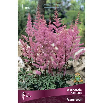 Астильба Арендса Аметист I р-р, 1 шт. Весна 2026