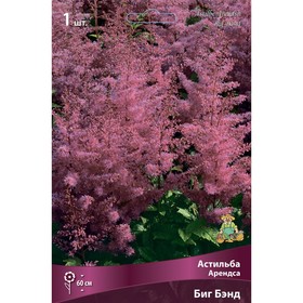 Астильба Арендса «Биг Бэнд», I р-р, 1 шт. 60 h(см), Осень 2024  (артикул 9245601)  большой выбор товаров оптом и в розницу по низким ценам с доставкой