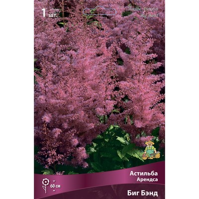 Астильба Арендса «Биг Бэнд», I р-р, 1 шт. 60 h(см), Осень 2024
