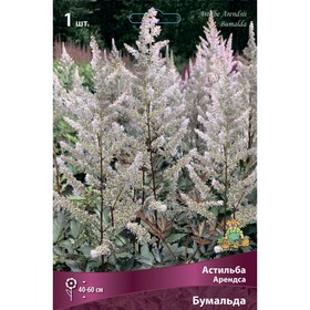 Астильба «Арендса Бумальда», I р-р, 1 шт. 40-60 h(см), Осень 2024