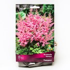 Астильба «Арендса Гиацинт», I р-р, 1 шт. 90 h(см), Осень 2024 - Фото 1