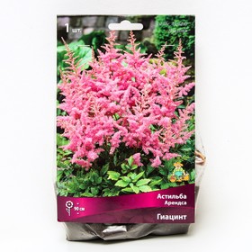 {{photo.Alt || photo.Description || 'Астильба «Арендса Гиацинт», I р-р, 1 шт. 90 h(см), Осень 2024'}}