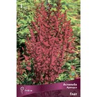 Астильба «Арендса Глат», I р-р, 1 шт. 70-80 h(см), Осень 2024 9245604