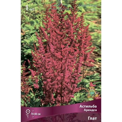 Астильба Арендса Глат I р-р, 1 шт. Весна 2026