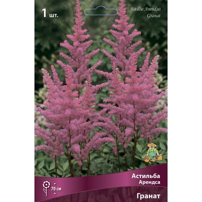 Астильба Арендса Гранат I р-р, 1 шт. Весна 2026