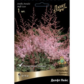 Астильба «Арендса Делфт Лейс», I р-р, 1 шт. 60-70 h(см), Осень 2024 9245606