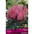 Астильба «Арендса Лоллипоп», I р-р, 1 шт. 50 h(см), Осень 2022  (артикул 9245609)  большой выбор товаров оптом и в розницу по низким ценам с доставкой